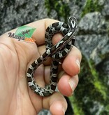 Magazoo Baby Anery het. Amel Corn Snake #3