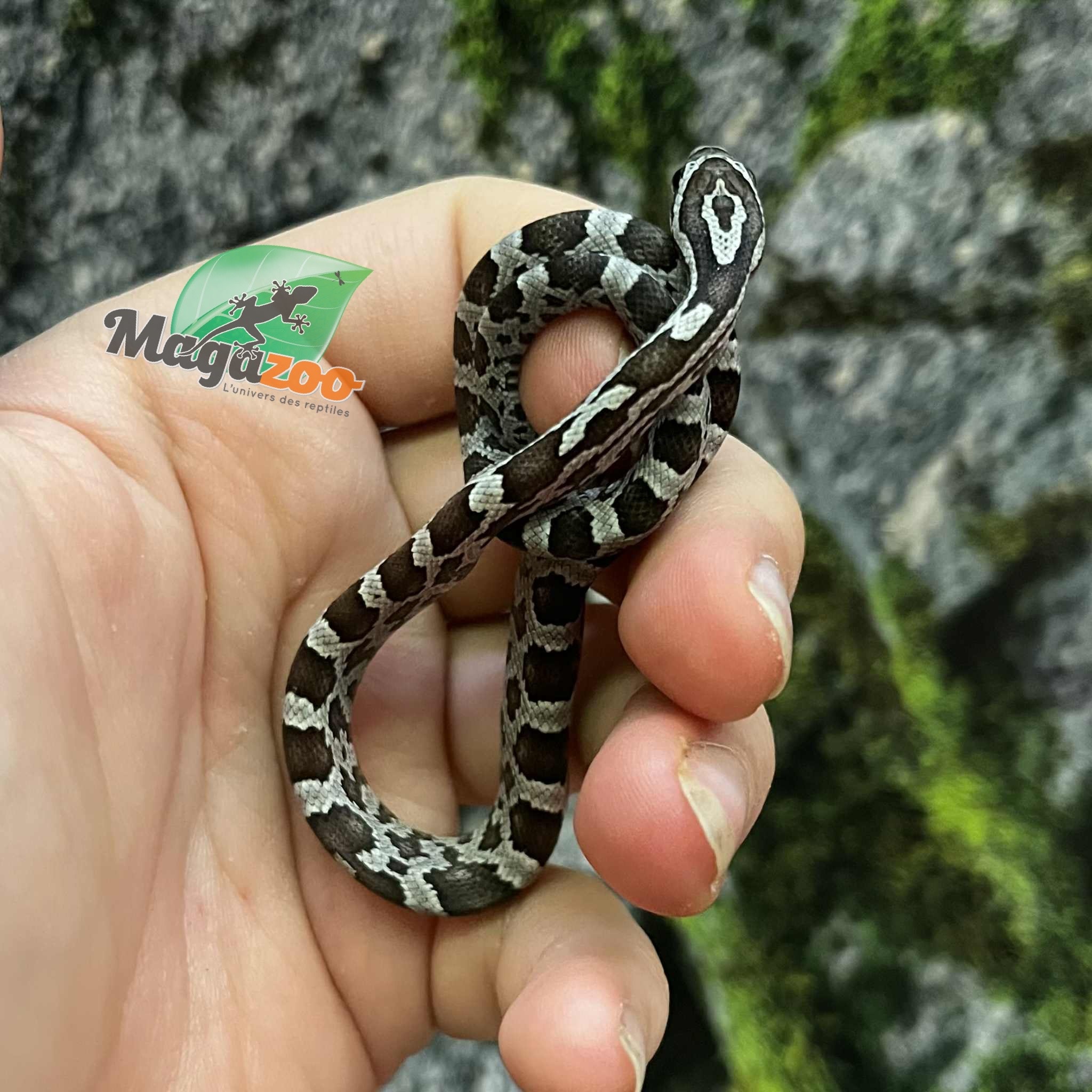 Magazoo Baby Anery het. Amel Corn Snake #3