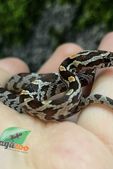 Magazoo Baby Regular Corn Snake (D. het. Amel Anery) #4