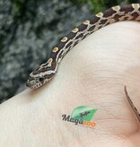 Magazoo Baby Regular Corn Snake (D. het. Amel Anery) #5