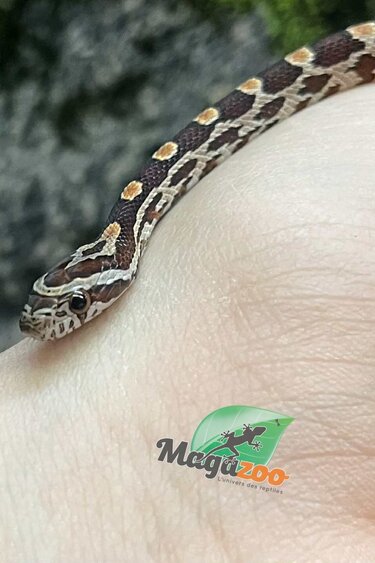 Magazoo Baby Regular Corn Snake (D. het. Amel Anery) #5