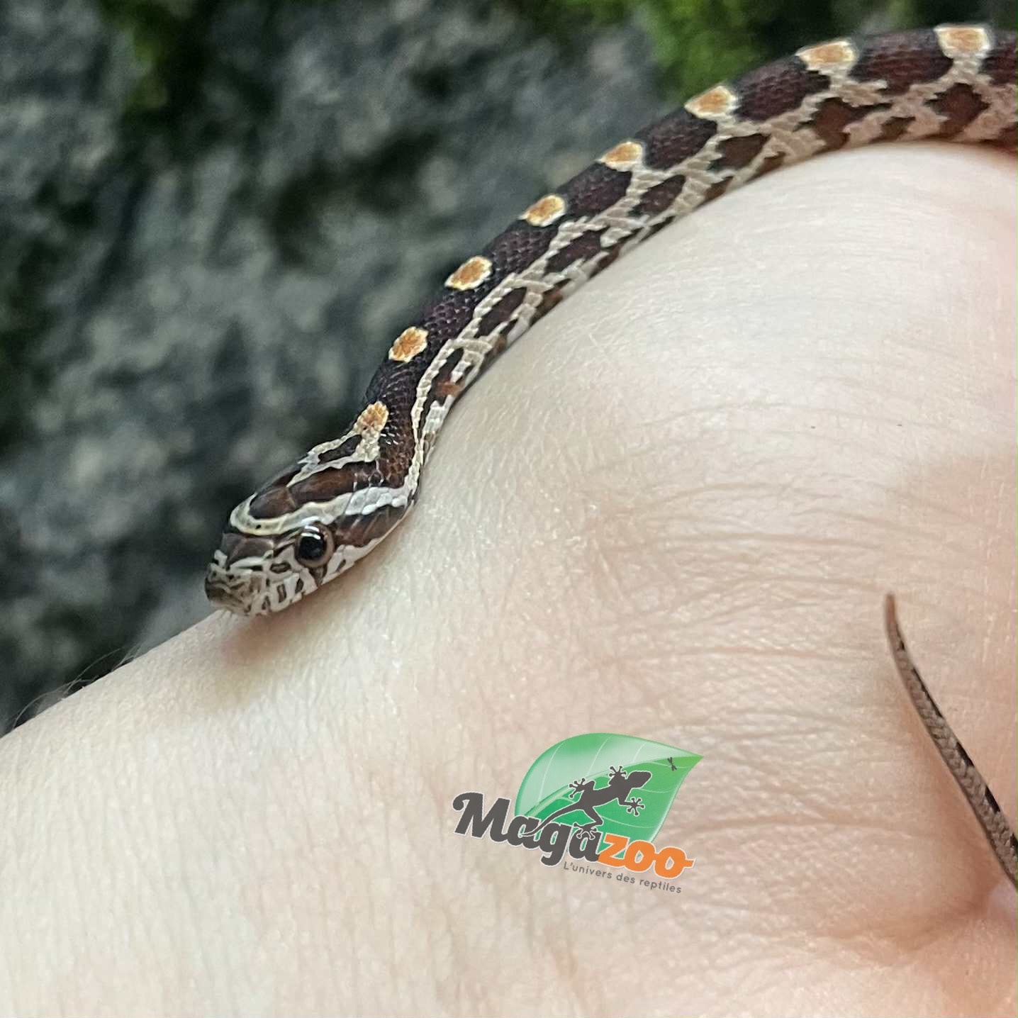 Magazoo Serpent des blés Régulier (D. het. Amel Anery) Bébé #5