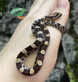 Magazoo Baby Regular Corn Snake (D. het. Amel Anery) #5