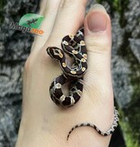 Magazoo Serpent des blés Régulier (D. het. Amel Anery) Bébé #5