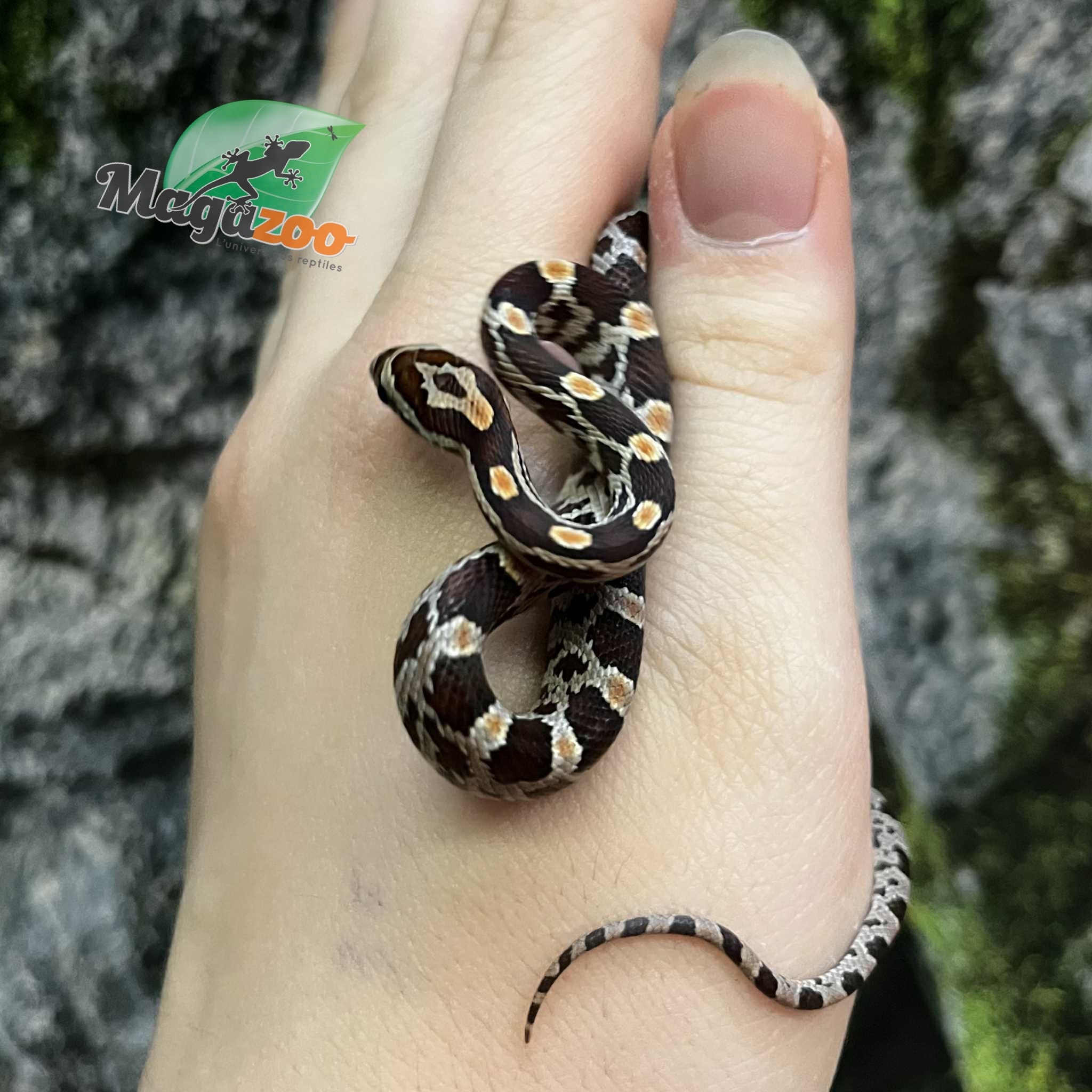 Magazoo Serpent des blés Régulier (D. het. Amel Anery) Bébé #5