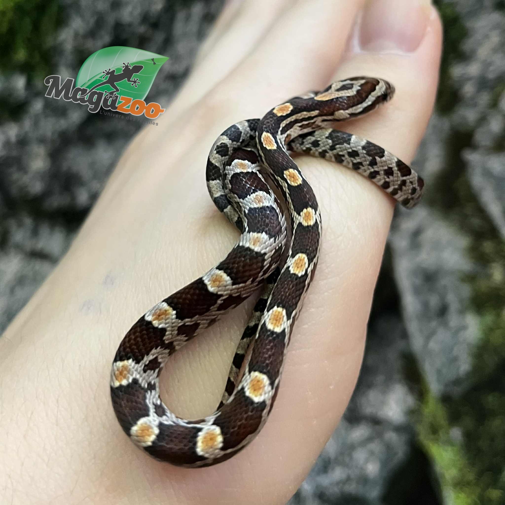 Magazoo Serpent des blés Régulier (D. het. Amel Anery) Bébé #5