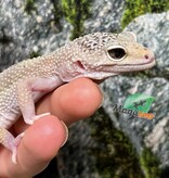Magazoo Male Leopard Gecko 9-10 years old / Adoption - 2nd chance