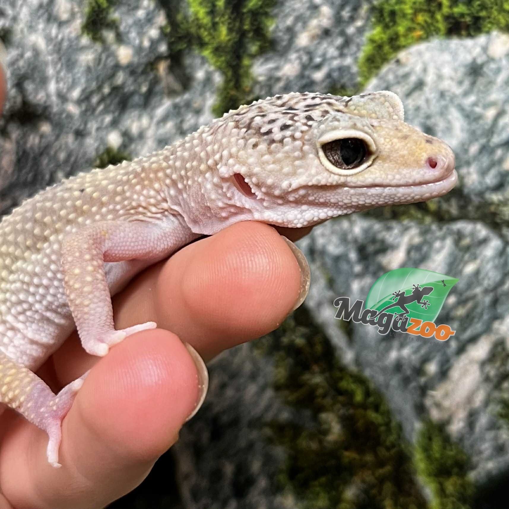 Magazoo Gecko léopard Mâle 9-10 ans / Adoption - 2ième chance