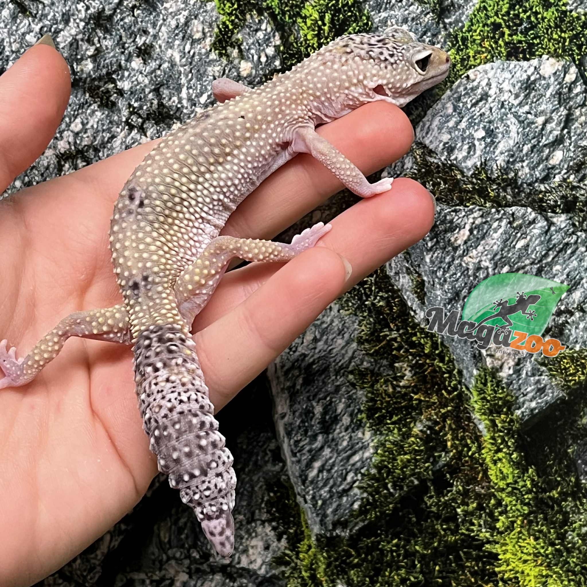 Magazoo Gecko léopard Mâle 9-10 ans / Adoption - 2ième chance
