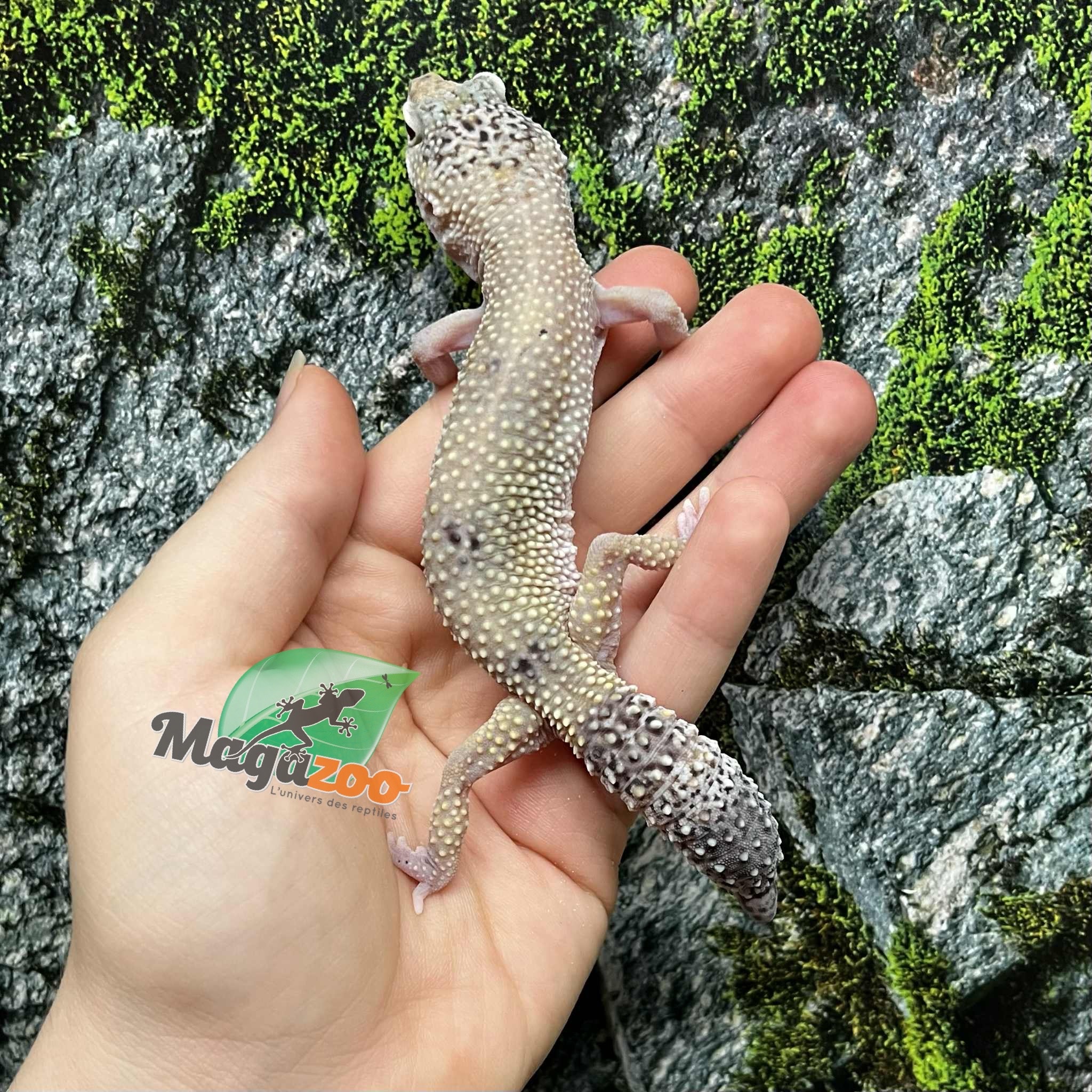 Magazoo Gecko léopard Mâle 9-10 ans / Adoption - 2ième chance