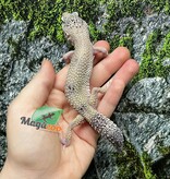 Magazoo Male Leopard Gecko 9-10 years old / Adoption - 2nd chance