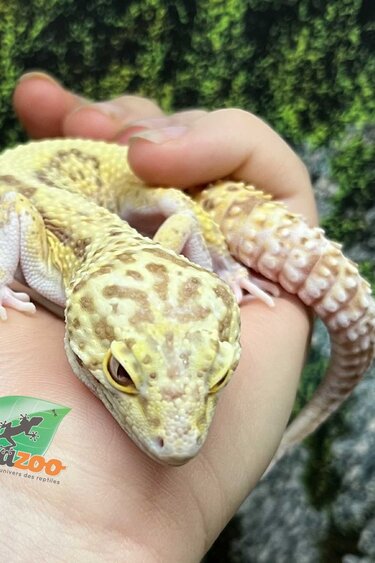 Magazoo Male Leopard Gecko 6 years old / 2nd chance - Adoption