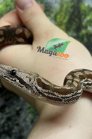 Magazoo Baby Male Dumeril's boa 2024 (Captive born) #5