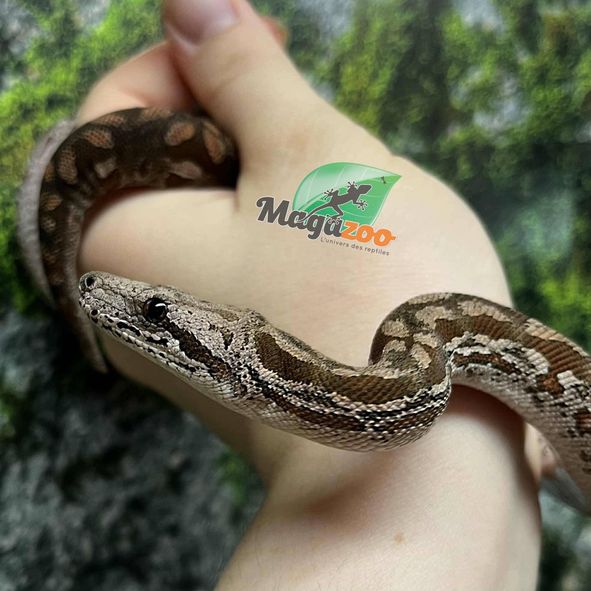 Magazoo Baby Male Dumeril's boa 2024 (Captive born) #5