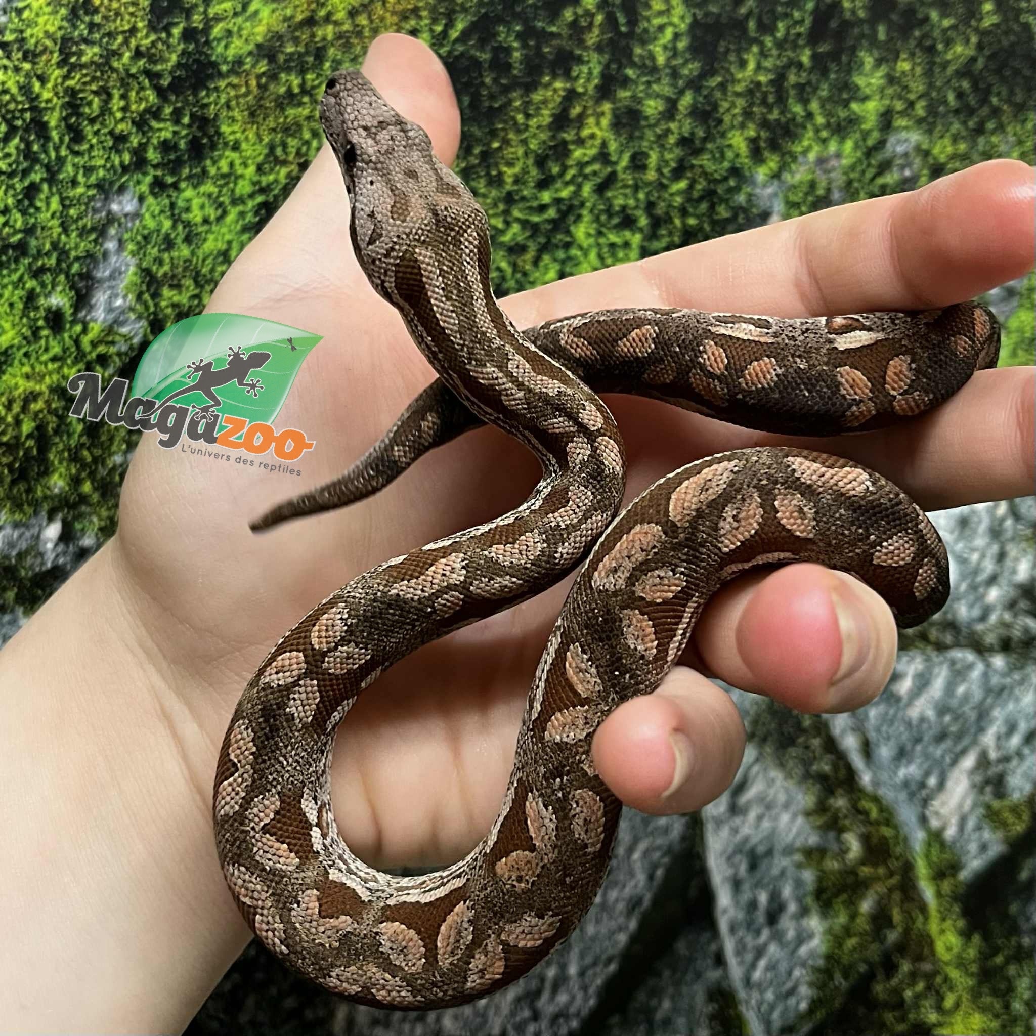 Magazoo Baby Male Dumeril's boa 2024 (Captive born) #5