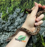 Magazoo Baby Male Dumeril's boa 2024 (Captive born) #5