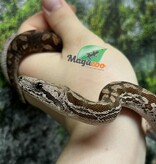Magazoo Baby Male Dumeril's boa 2024 (Captive born) #5