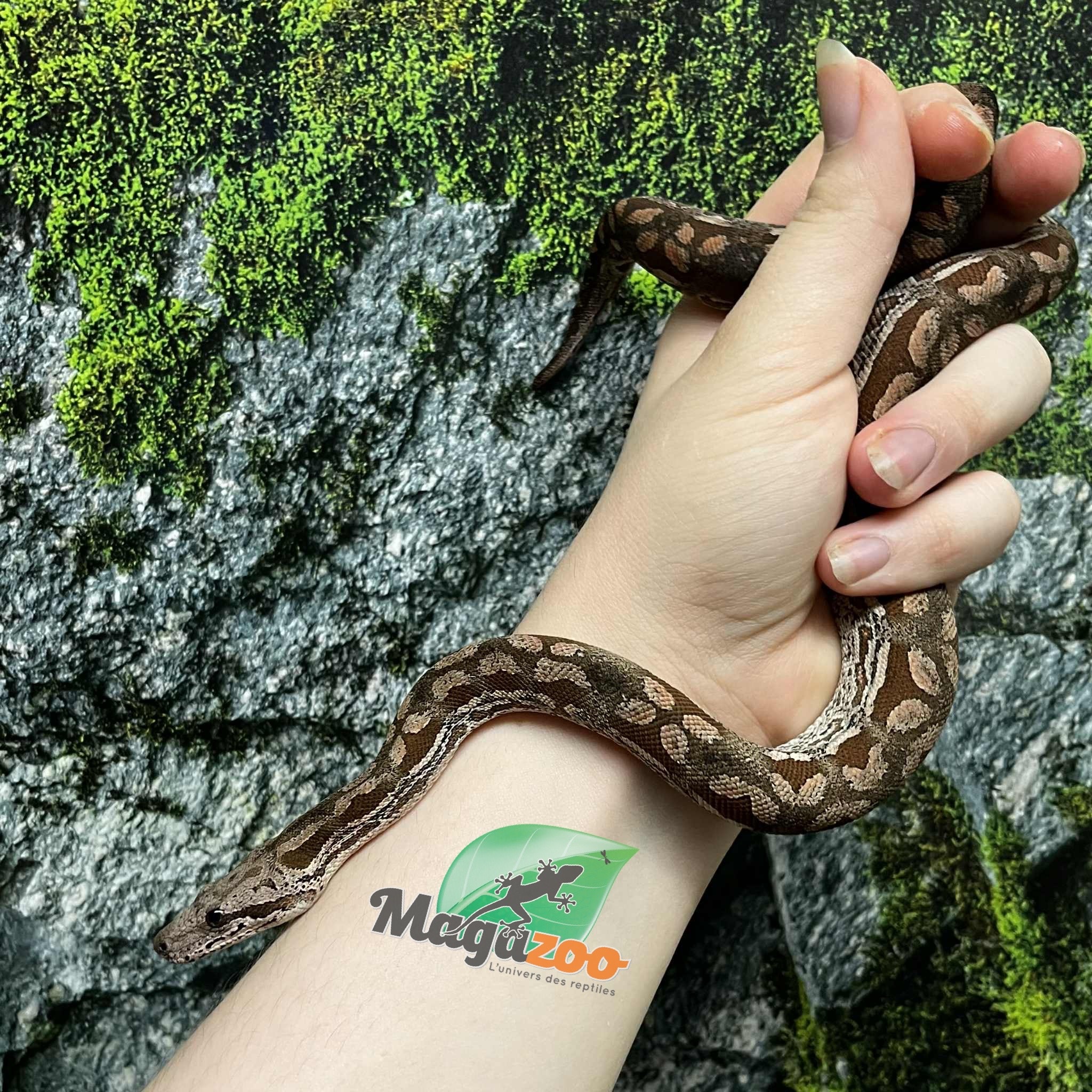Magazoo Baby Male Dumeril's boa 2024 (Captive born) #5