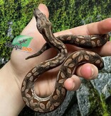 Magazoo Baby Male Dumeril's boa 2024 (Captive born) #5