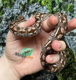 Magazoo Boa de Duméril Bébé 2024 (né en captivité) #2 Mâle