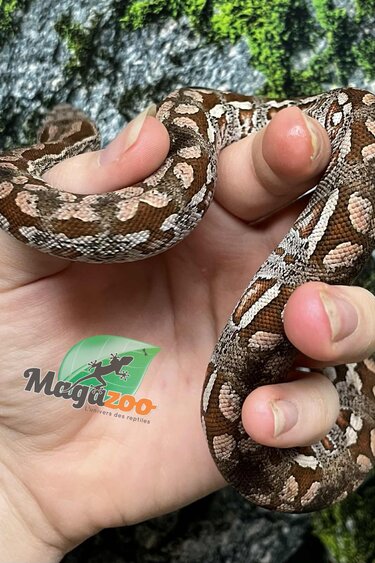 Magazoo Baby Male Dumeril's boa 2024 (Captive Born) #2