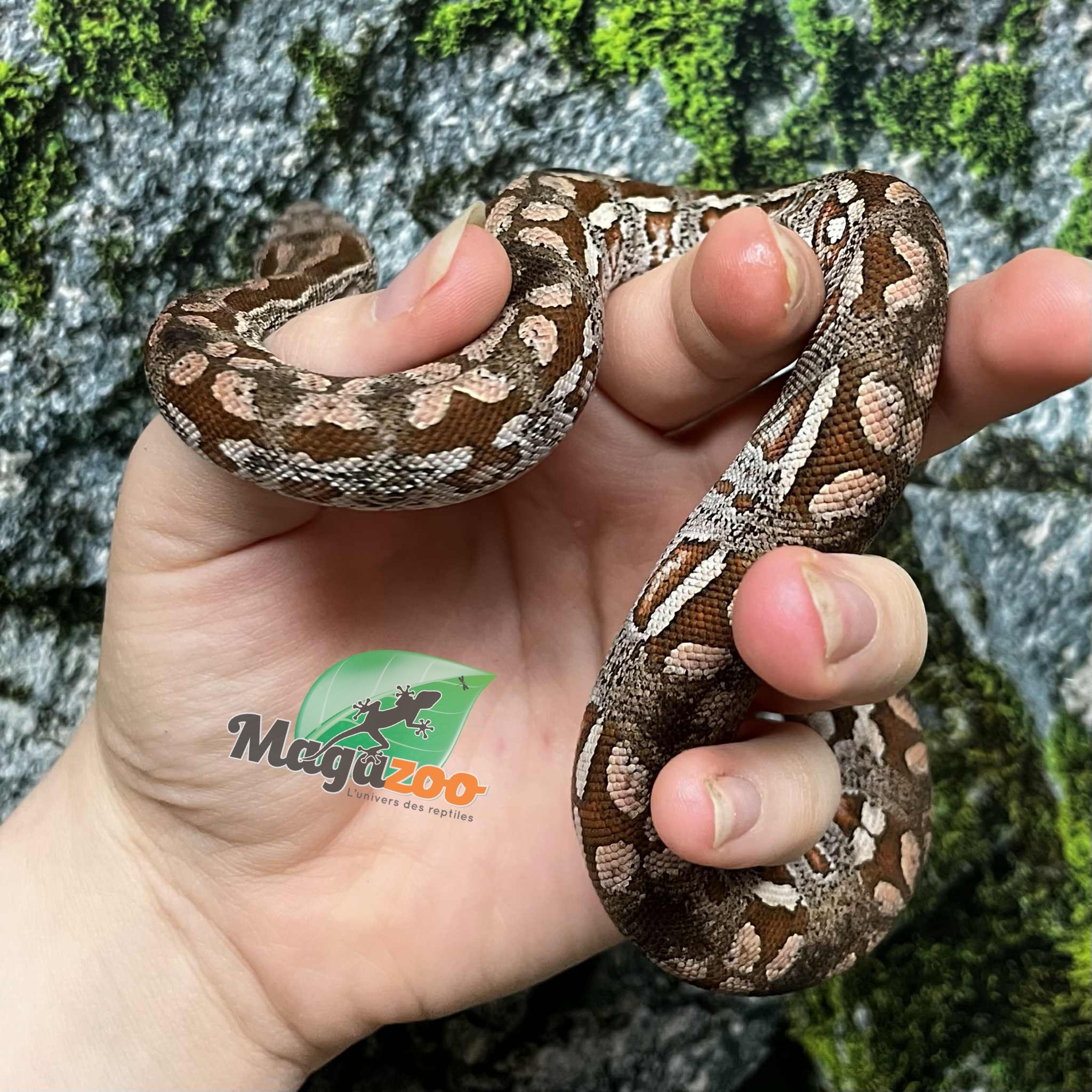 Magazoo Boa de Duméril Bébé 2024 (né en captivité) #2 Mâle