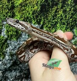 Magazoo Baby Male Dumeril's boa 2024 (Captive Born) #2