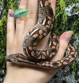 Magazoo Baby Male Dumeril's boa 2024 (Captive Born) #2