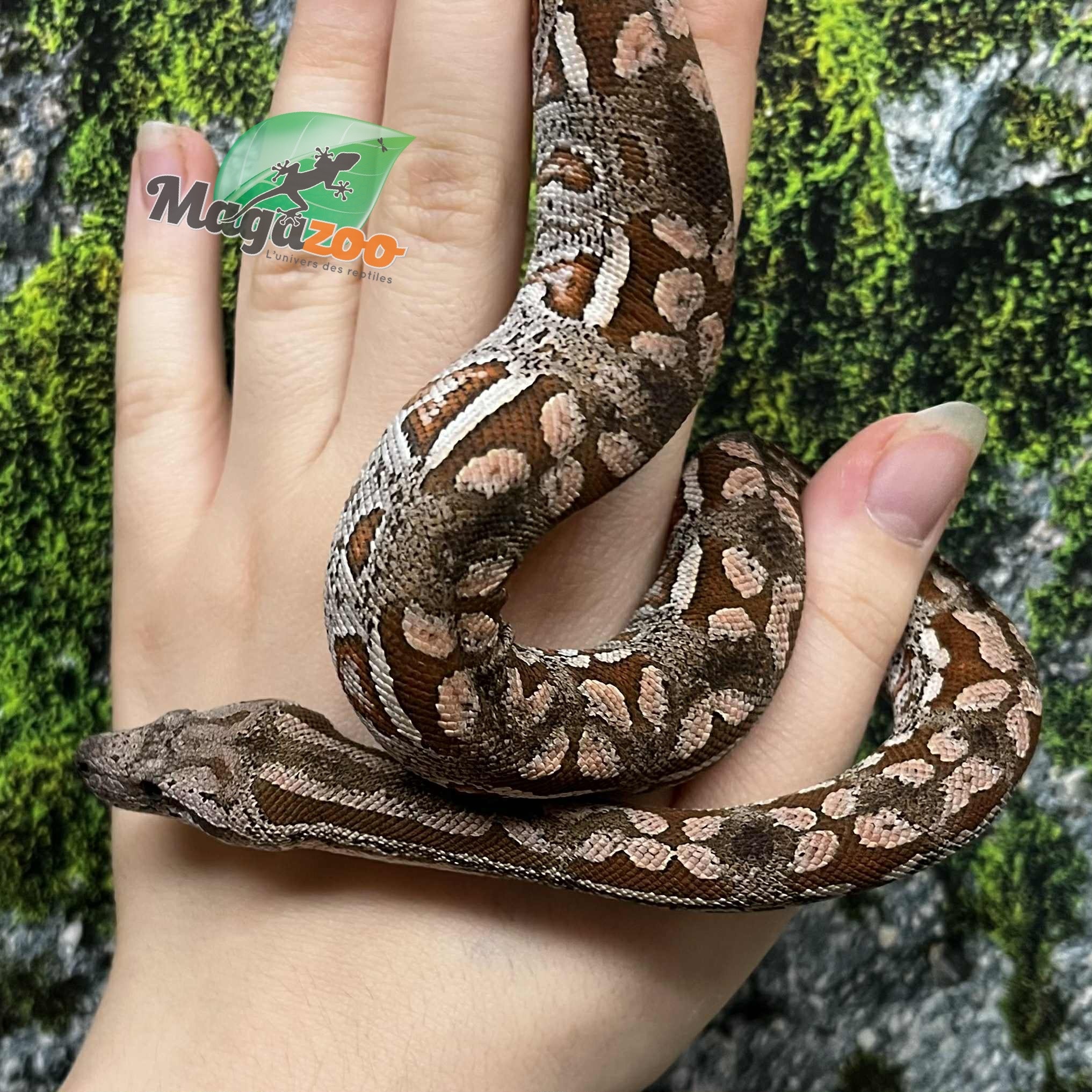 Magazoo Baby Male Dumeril's boa 2024 (Captive Born) #2