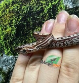 Magazoo Serpent des blés Tessera (D. het. Amel Anery) Bébé #4 Femelle