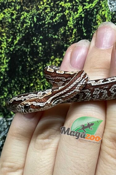 Magazoo Baby Tessera (D. het. Amel Anery) Corn Snake #4