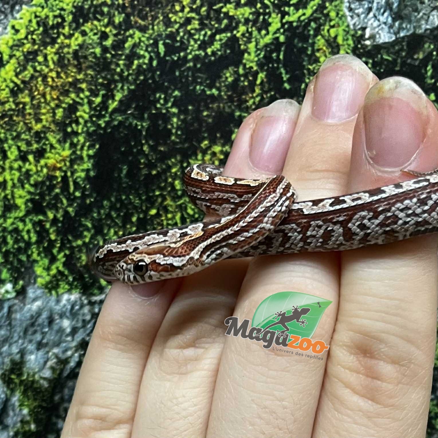 Magazoo Serpent des blés Tessera (D. het. Amel Anery) Bébé #4 Femelle