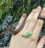 Magazoo Baby Tessera (D. het. Amel Anery) Corn Snake #4