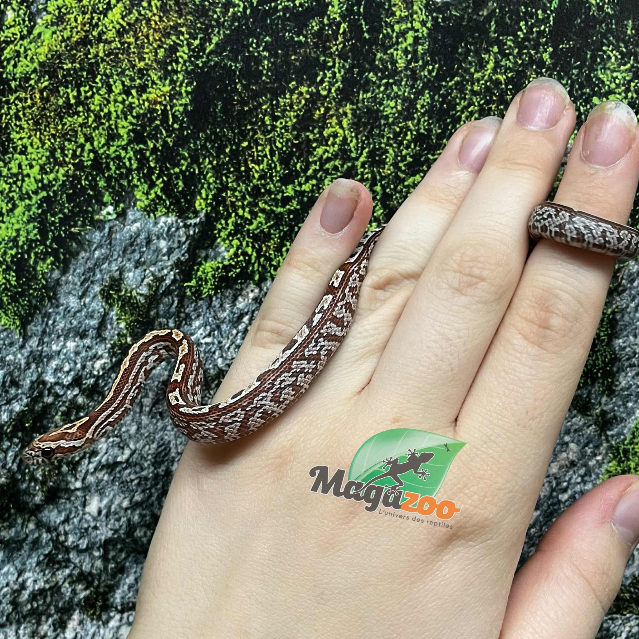 Magazoo Serpent des blés Tessera (D. het. Amel Anery) Bébé #4 Femelle