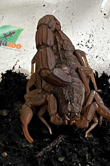 Magazoo Scorpion à queue grasse du Togo /Androctonus togoensis