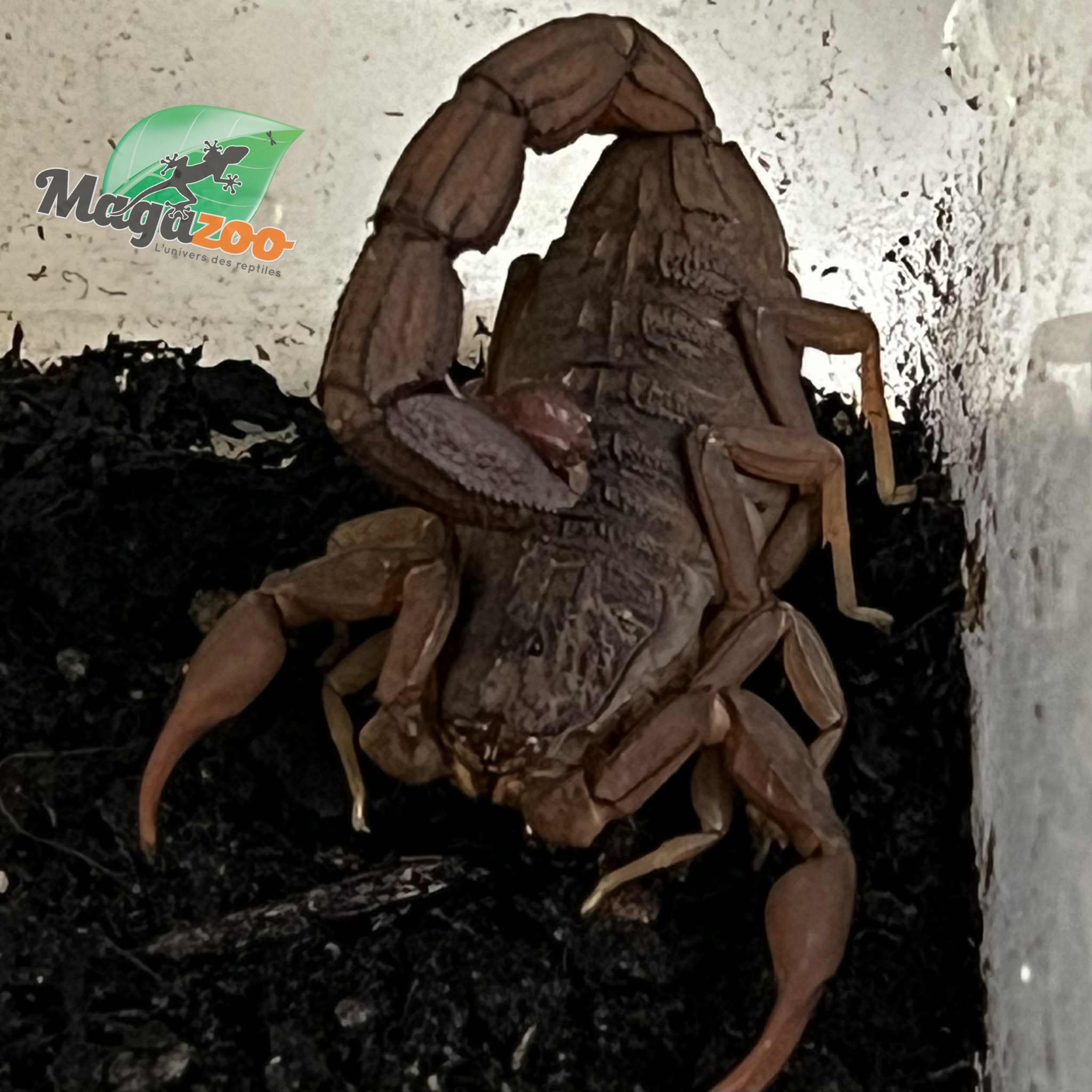 Magazoo Scorpion à queue grasse du Togo /Androctonus togoensis