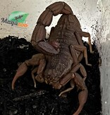 Magazoo Togo  Fat tail  scorpion /Androctonus togoensis