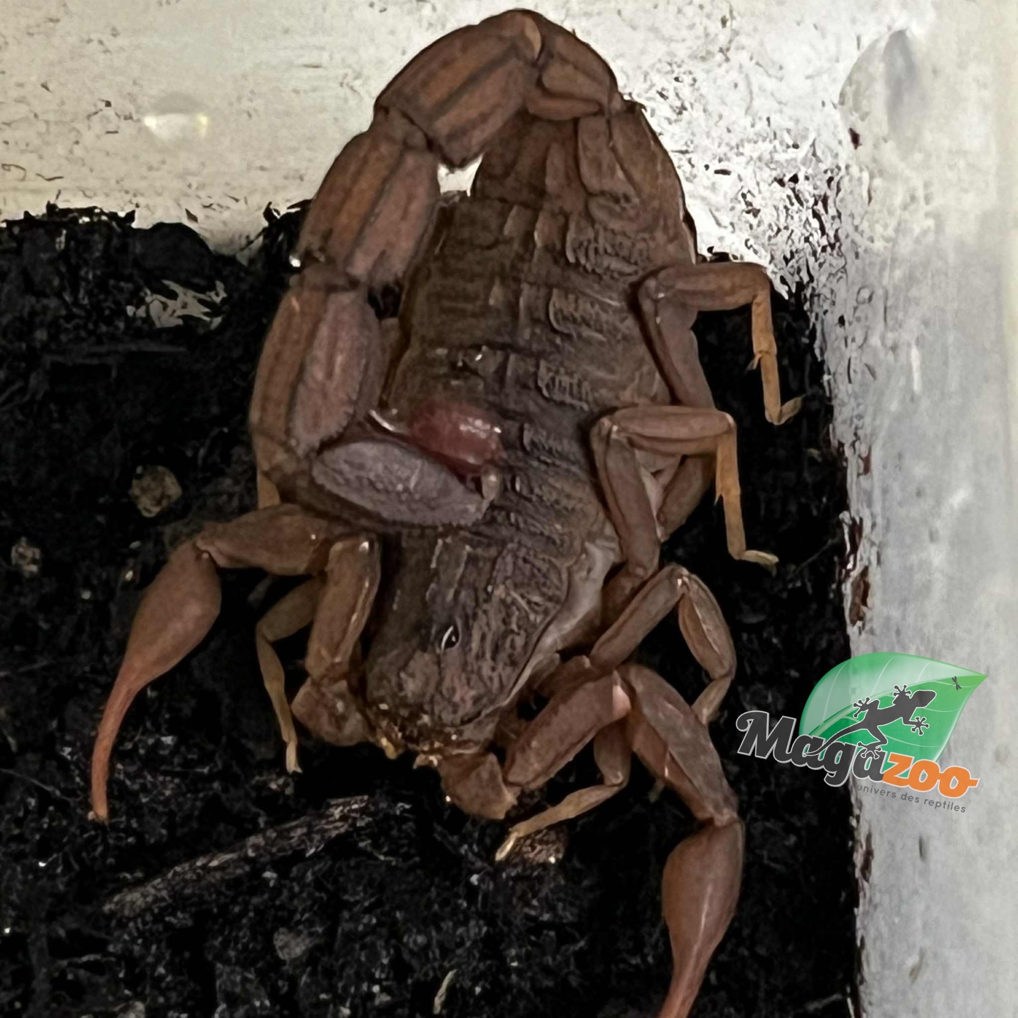 Magazoo Scorpion à queue grasse du Togo /Androctonus togoensis