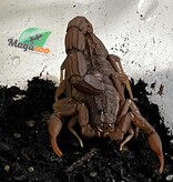 Magazoo Togo  Fat tail  scorpion /Androctonus togoensis