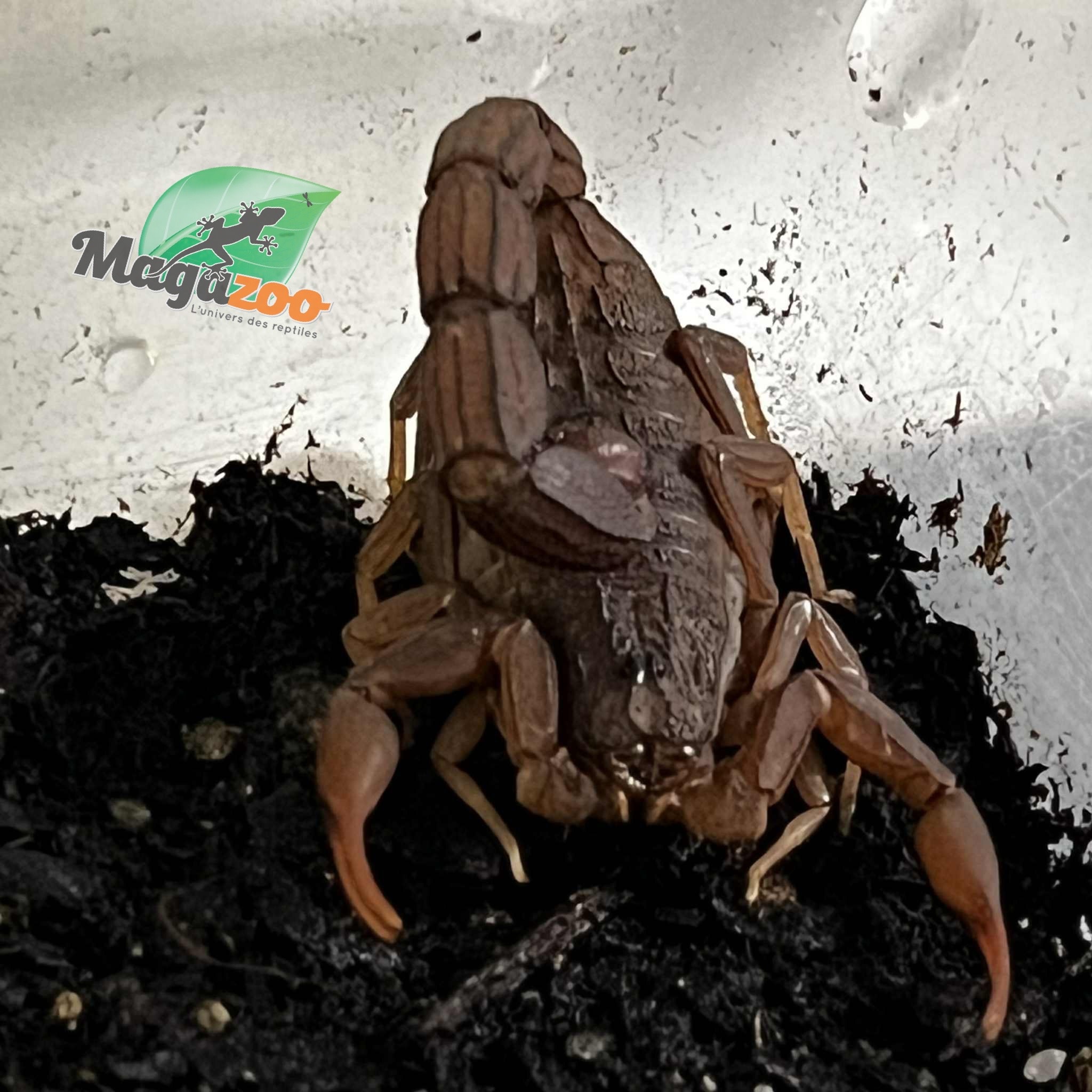 Magazoo Scorpion à queue grasse du Togo /Androctonus togoensis