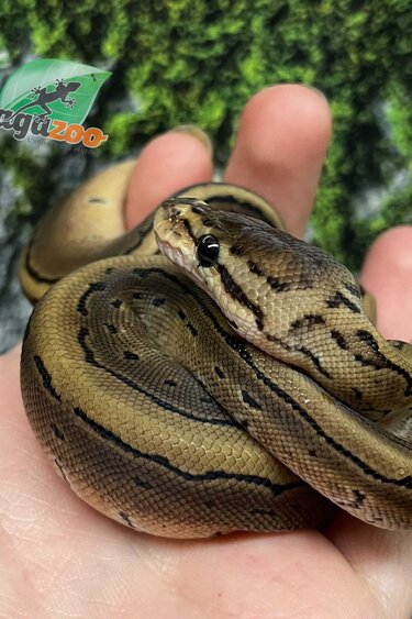 Magazoo Python royal Pinstripe Bébé 2025 #1