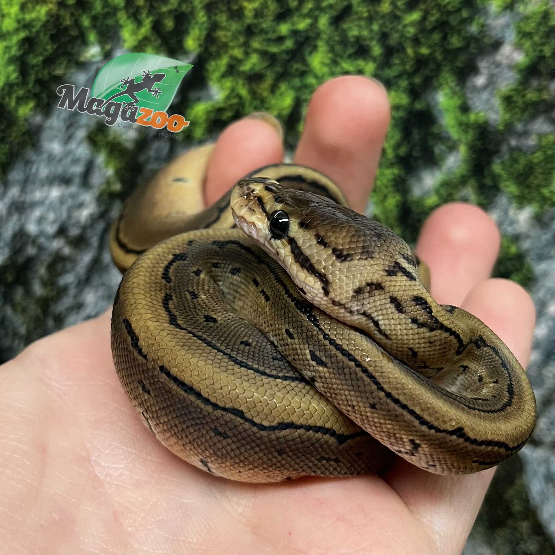 Magazoo Python royal Pinstripe Bébé 2025 #1