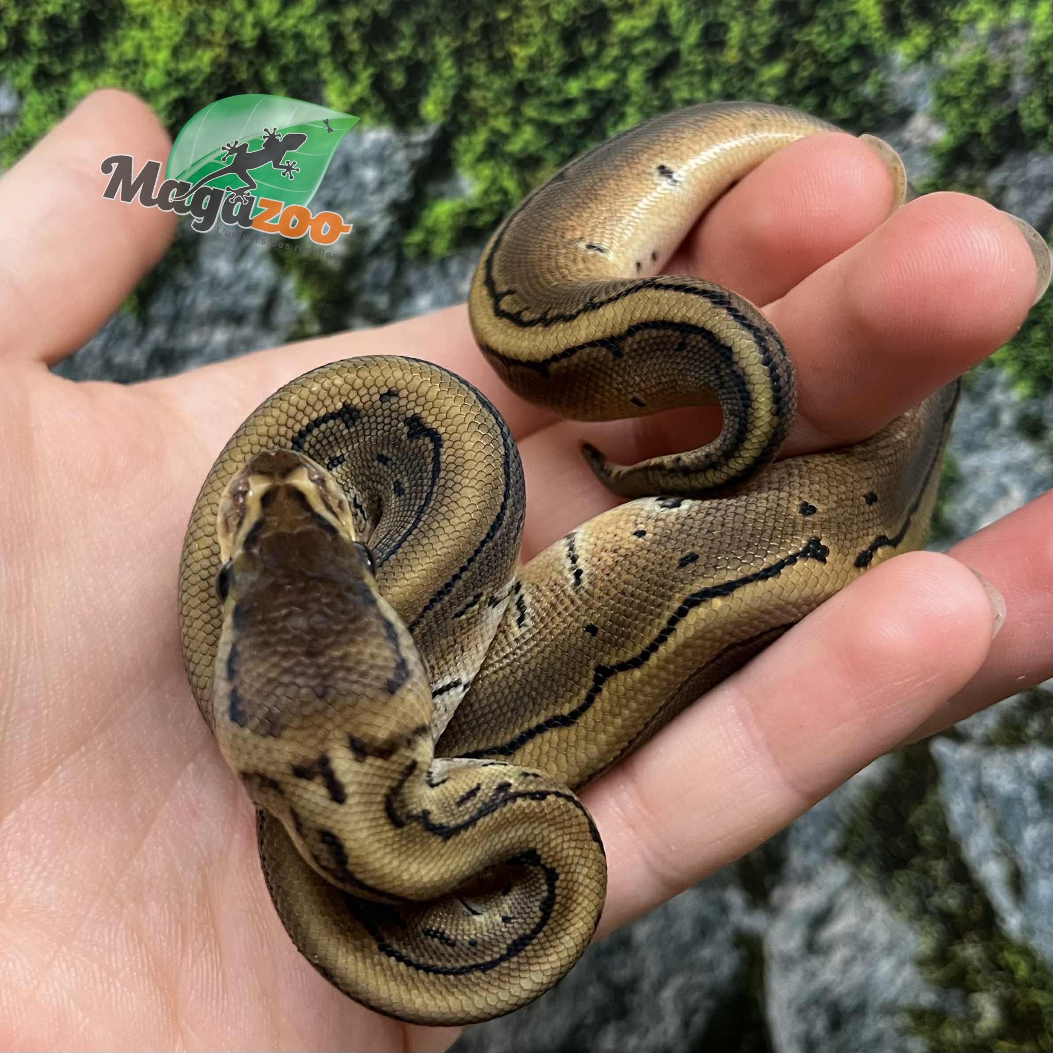 Magazoo Python royal Pinstripe Bébé 2025 #1 Femelle