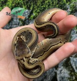 Magazoo Pinstripe Baby 2025 Ball python #1