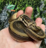 Magazoo Python royal Pinstripe Bébé 2025 #1 Femelle