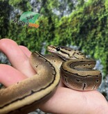 Magazoo Pinstripe Baby 2025 Ball python #1