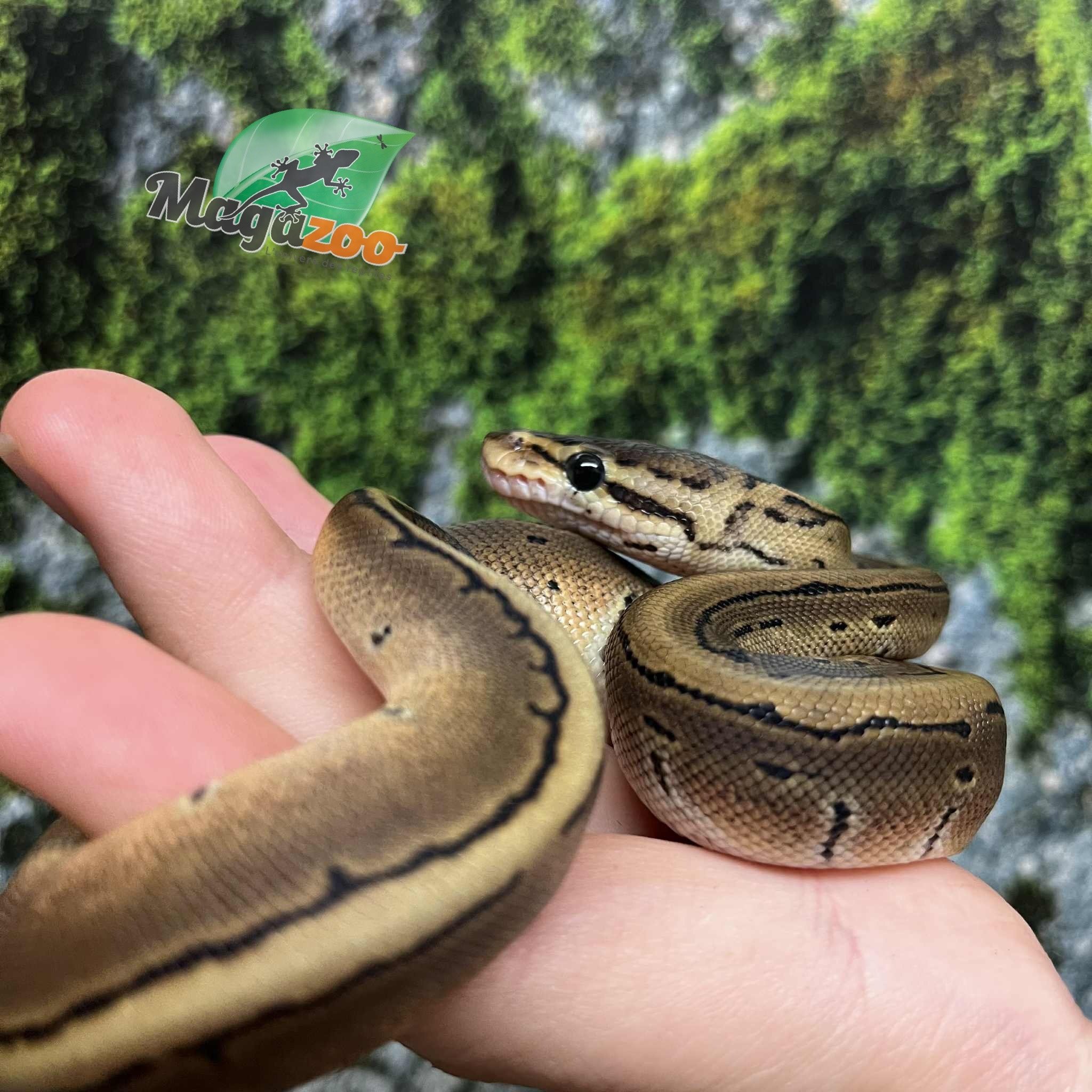 Magazoo Python royal Pinstripe Bébé 2025 #1