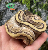 Magazoo Python royal Kingpin (poss. hypo) Bébé 2025