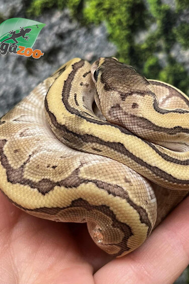 Magazoo Kingpin (poss. hypo) Baby 2025 Ball python