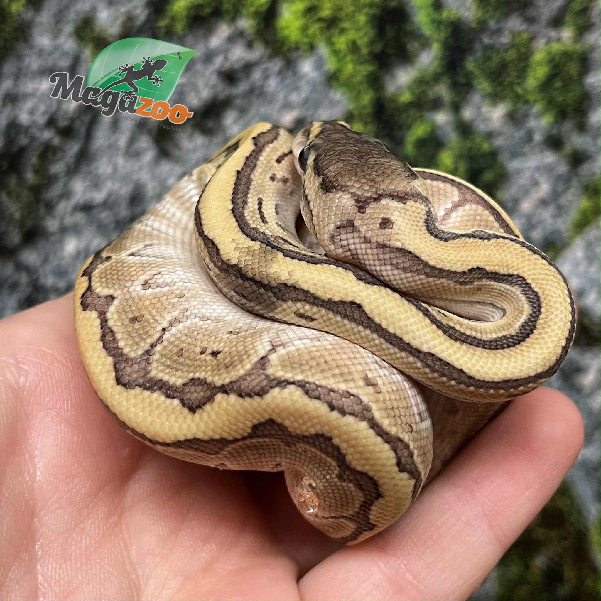 Magazoo Python royal Kingpin (poss. hypo) Bébé 2025